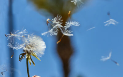 Talking to Loved Ones About Funeral Wishes